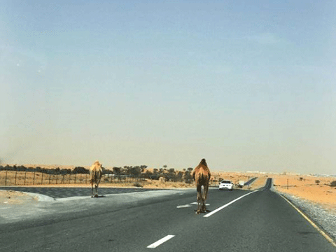 DUBAİ'NİN İNANILMAZ LÜKS HAYATLARINI GÖSTEREN 40 KARE!