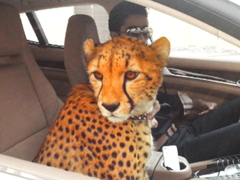 DUBAİ'NİN İNANILMAZ LÜKS HAYATLARINI GÖSTEREN 40 KARE! 9