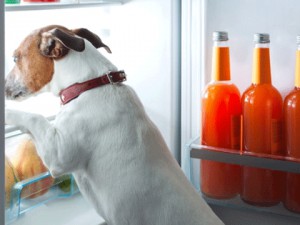 CAN DOSTLARIMIZI HANGİ MEYVE ÖLDÜRÜYOR!