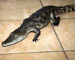 İSTANBUL'DA TİMSAH PANİĞİ!