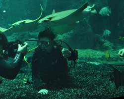 Deniz Akkaya... KÖPEKBALIKLARIYLA YÜZDÜ!