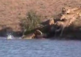 Bu videoyu mutlaka izleyin... VAHŞİ DOĞADAN ALINACAK DERS !..