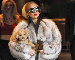 Lady Gaga... HAYVAN HAKLARI SAVUNUCULARINDAN SERT TEPKİ!