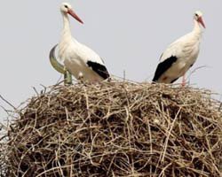 EŞ İÇİN 11 YIL BEKLEDİ!
