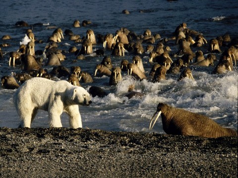 'The Hunt'... BBC-PLANET EARTH EKİBİNDEN YENİ BİR BELGESEL !..