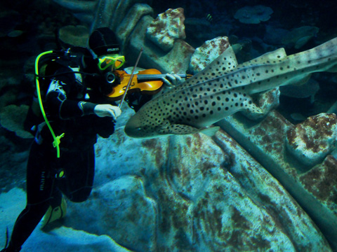 ÇİFTLEŞME DÖNEMİ HIRÇINLIĞI İÇİN KEMAN TERAPİSİ!