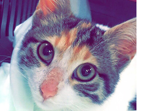 Haçiko... KEDİ KATİLİ HAKKINDA SUÇ DUYURUSU!