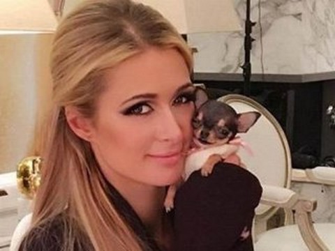 Paris Hilton...YENİ KÖPEĞİNE SERVET HARCADI!..