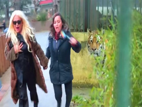 Banu Alkan... KAPLAN ŞAKASI AFRODİT'E BAYGINLIK GEÇİRTTİ!..