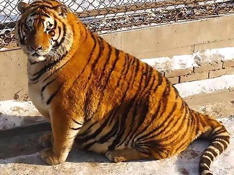 HAYVANSEVERLER AYAKLANDI!