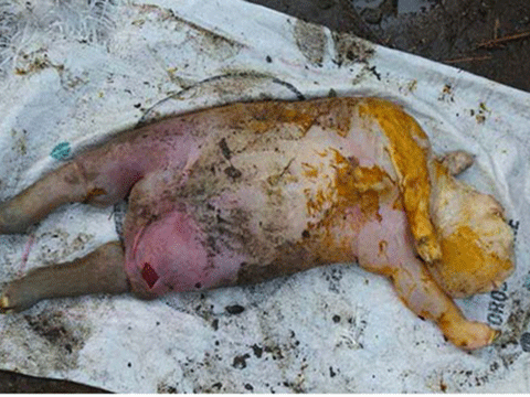 İNSAN YÜZLÜ KUZU GÖRENLERİ ŞOK ETTİ!