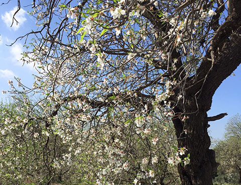 BAHARIN MÜJDECİSİ İLK CEMRE DÜŞTÜ!
