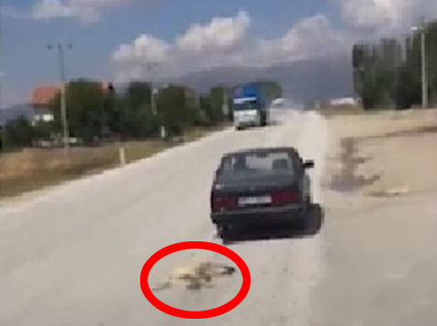 KÖPEĞE İŞKENCE SOSYAL MEDYAYI SİLKELEDİ!...