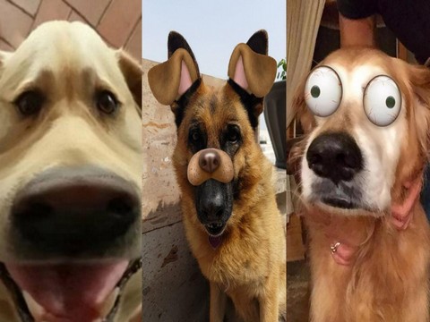 Snapchat... FİLTRELERİ ARTIK KÖPEKLERİ DE ALGILAYABİLECEK!..