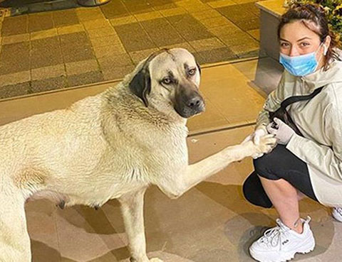 Ezgi Mola... ÇIKMAYAN YASAYA İSYAN!