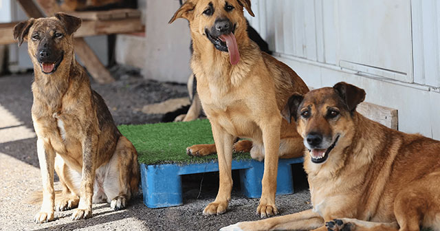 SANATÇILAR GİRİŞİMİNDEN ÇAĞRI; 'KÖPEK KATLİAMI DERHAL DURDURULMALI!'