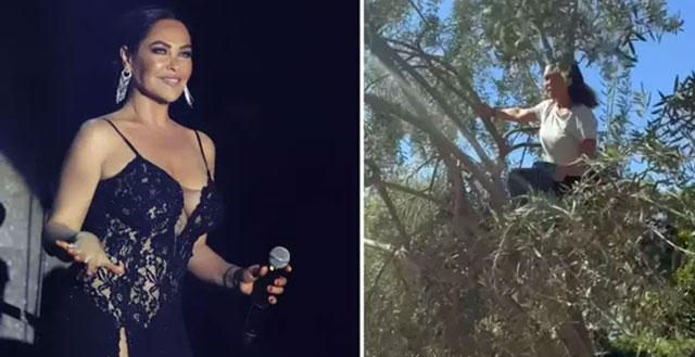 Hülya Avşar... ZEYTİN HASADINA BAŞLADI; AĞACA ÇIKIP ZEYTİN TOPLADI!